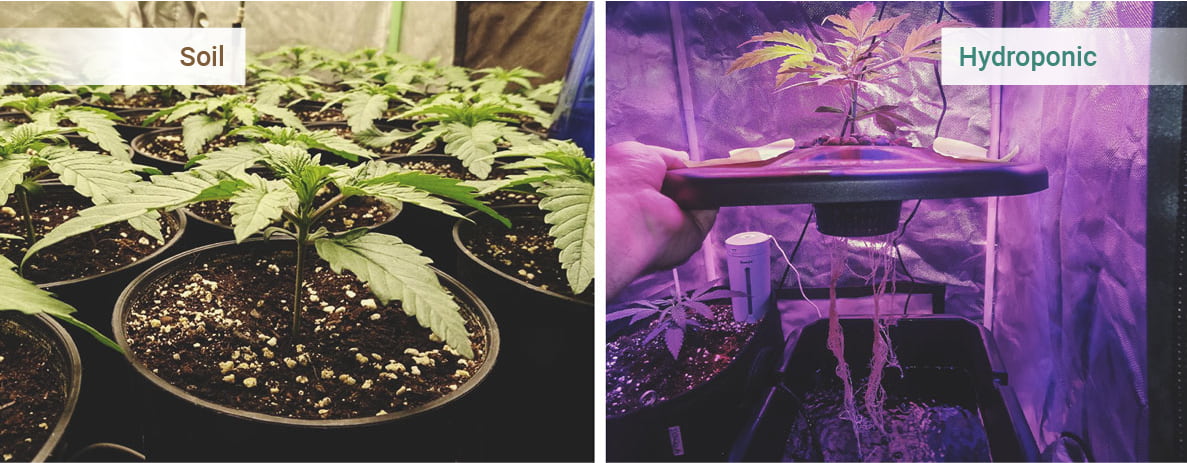 Growing Medium Growing Medium
