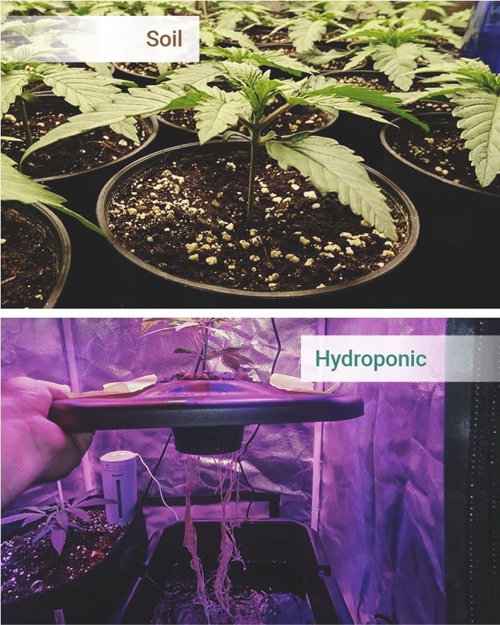 Growing Medium Growing Medium