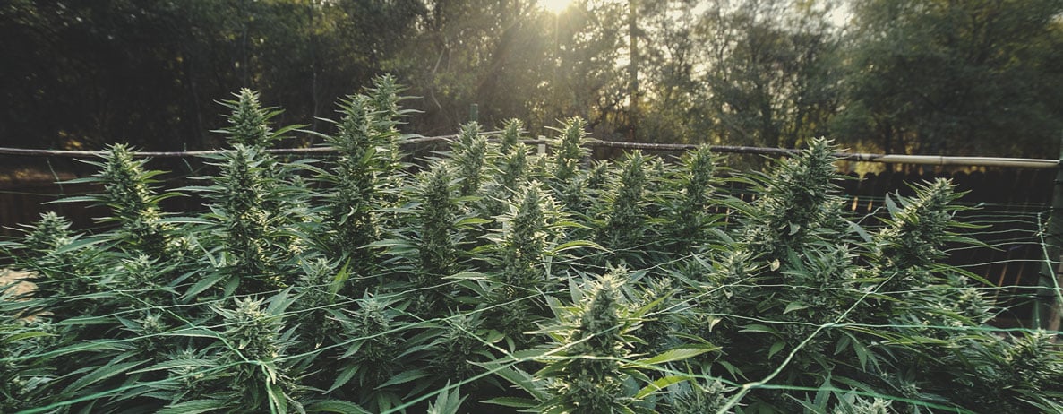 Is Cannabis Annual, Biennial, or Perennial?