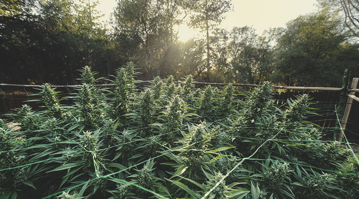 Is Cannabis Annual, Biennial, or Perennial? Is Cannabis Annual, Biennial, or Perennial?
