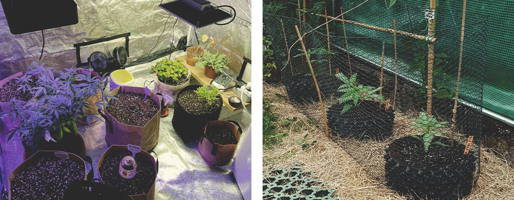 The image depicts an indoor cannabis grow setup during the vegetative phase. Plants are housed in a controlled environment with grow lights positioned overhead, providing the necessary light for optimal photosynthesis. The lush green foliage of the cannabis plants reflects healthy growth under managed conditions. The indoor space is equipped with ventilation and monitoring systems to regulate CO₂, humidity, and temperature, ensuring a stable environment for continued vegetative development.