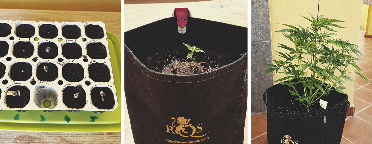 Weed Season Grow Calendar Weed Season Grow Calendar