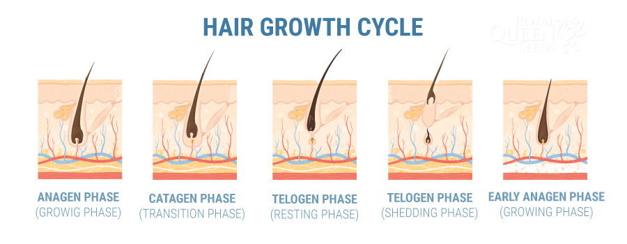 CAN CBD HELP WITH HAIR LOSS?