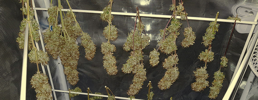 STAGE 5: HARVEST AND CURING — 1–2 MONTHS