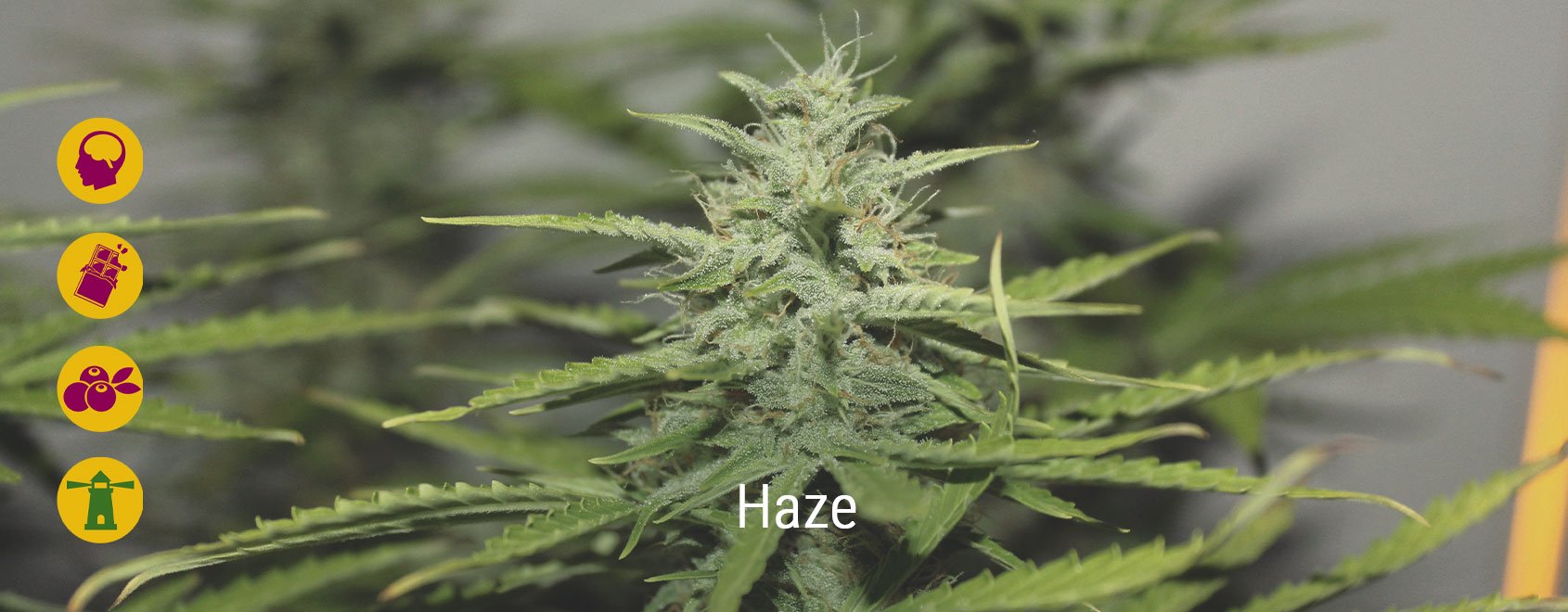 Best haze cannabis strains