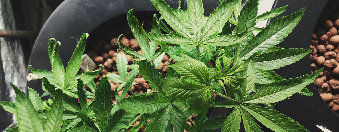 Will Plants Recover From Heat Stress? Will Plants Recover From Heat Stress?