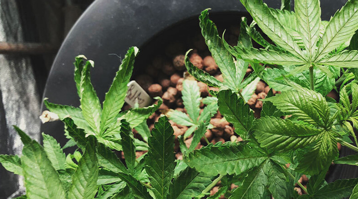 Will Plants Recover From Heat Stress? Will Plants Recover From Heat Stress?