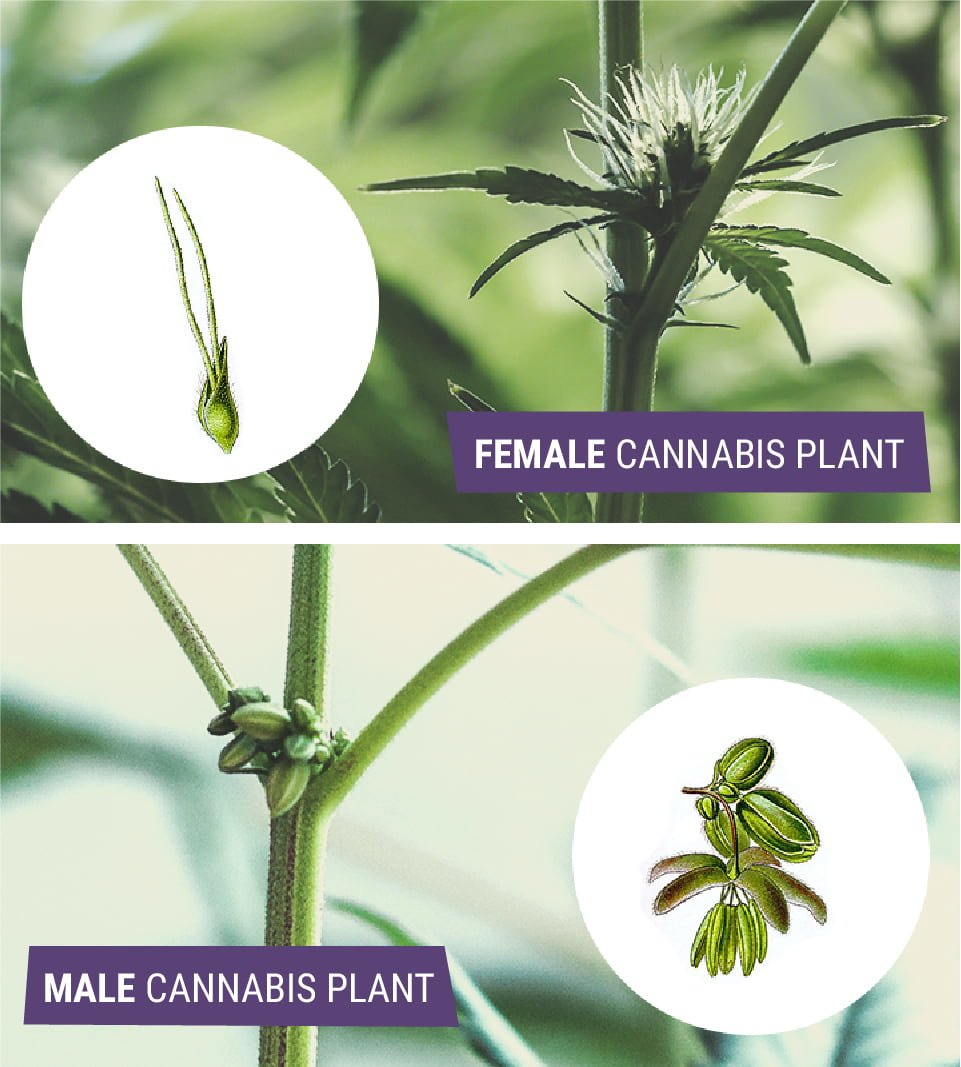 The image shows a close-up of a cannabis plant displaying early male pollen sacs, illustrating the difference between male and female cannabis during the flowering phase.