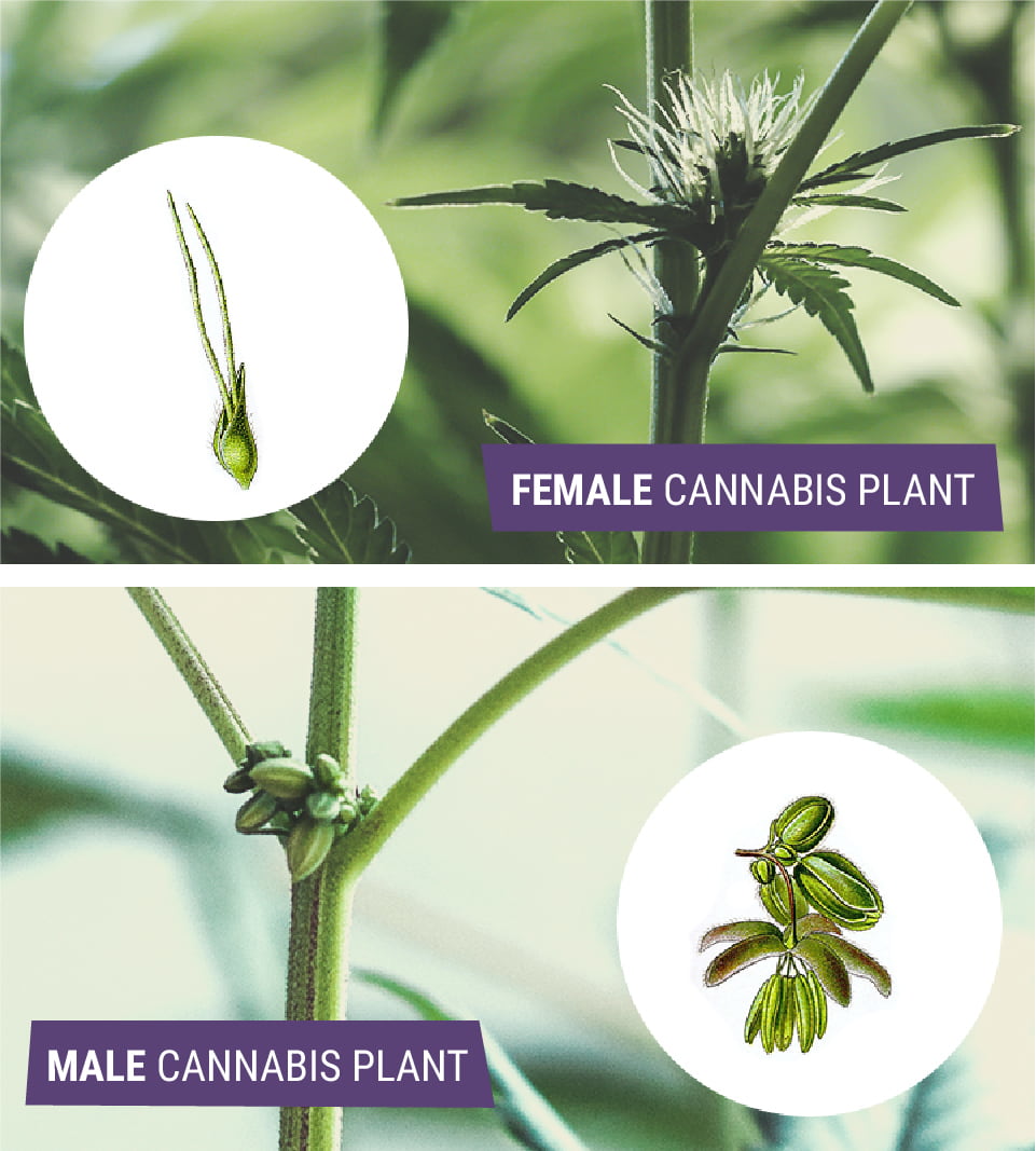 Understanding Male Female And Hermaphrodite Cannabis RQS Blog Understanding Male Female And Hermaphrodite Cannabis RQS Blog