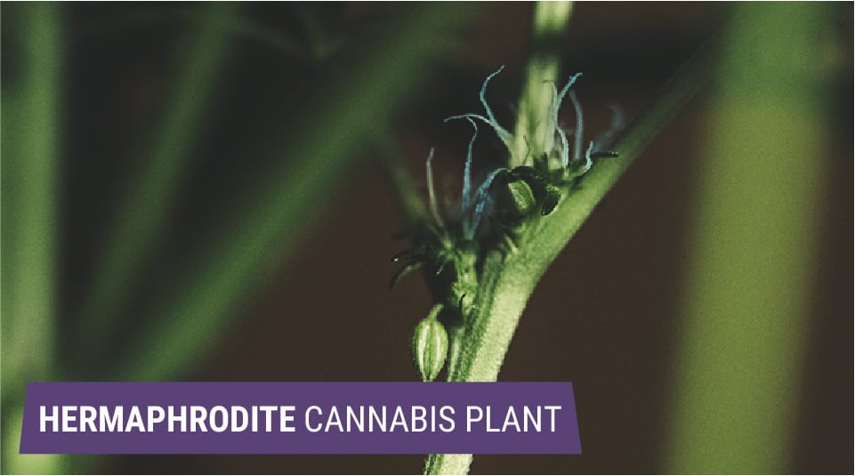 The image shows a cannabis plant displaying female early signs of a male plant, with both buds and pollen sacs, indicating hermaphroditism caused by genetic or environmental factors.
