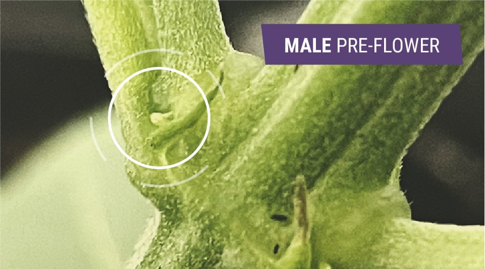 The image illustrates early signs of a male cannabis plant, featuring small green pre-flowers that resemble tiny eggs or balls, which lack fine hairs and indicate the plant's sex during the flowering stage.