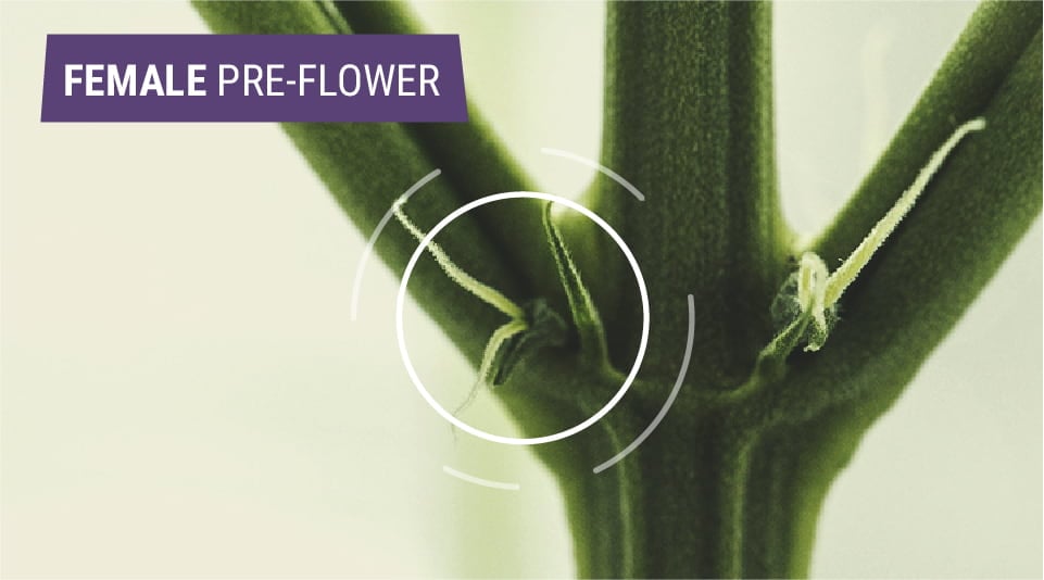 The image depicts the early signs of a female cannabis plant, showcasing tear-drop shaped calyxes with small hairs (pistils) protruding from the tip, indicating the plant's sex and its readiness to capture pollen for fertilization.