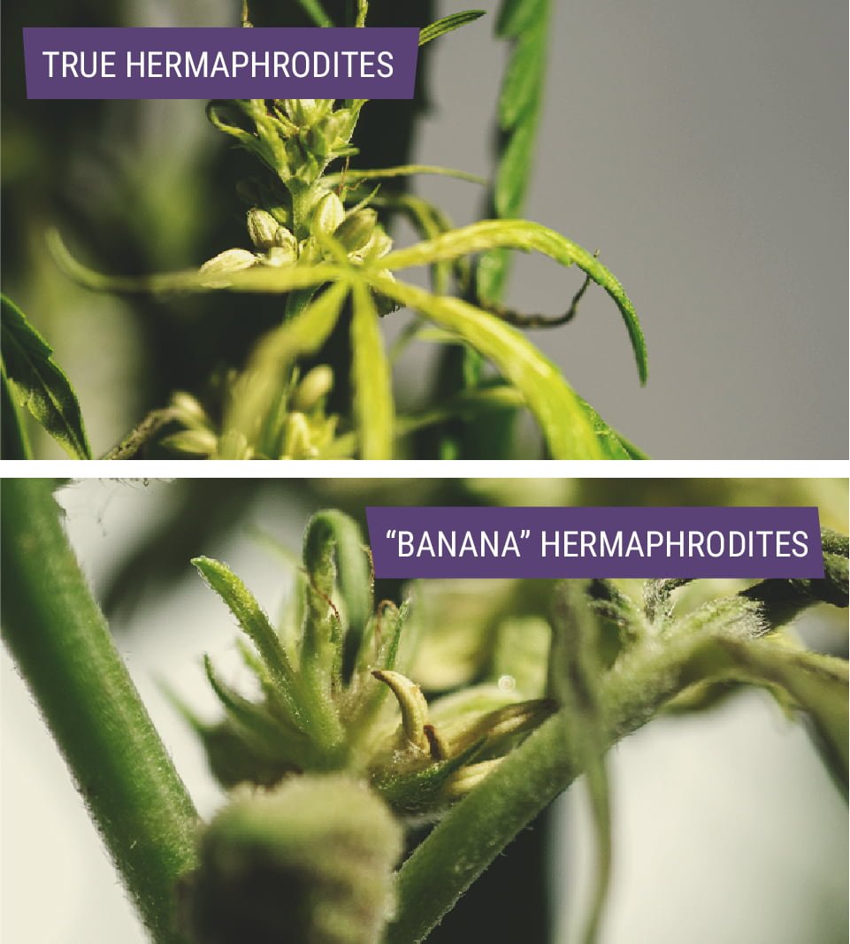 Types Of Hermaphrodite Cannabis Plants