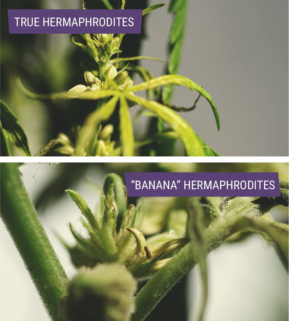 The image illustrates the types of hermaphrodite cannabis plants, highlighting true hermaphrodites with distinct male and female flowers at different nodes, and “banana” hermaphrodites, which feature a bare stamen within female flowers that drops pollen directly onto buds for self-reproduction.