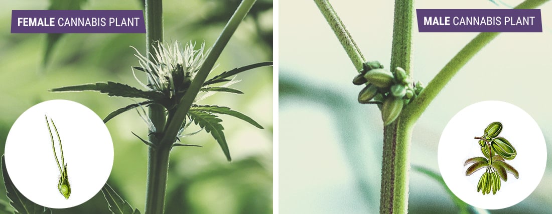 The image shows a close-up of a cannabis plant displaying early male pollen sacs, illustrating the difference between male and female cannabis during the flowering phase.