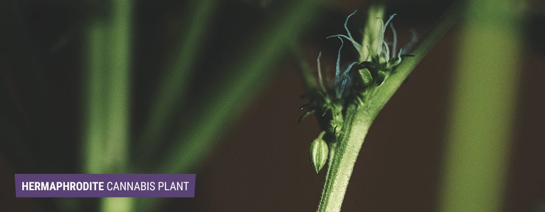 The image shows a cannabis plant displaying female early signs of a male plant, with both buds and pollen sacs, indicating hermaphroditism caused by genetic or environmental factors.