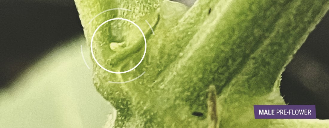 The image illustrates early signs of a male cannabis plant, featuring small green pre-flowers that resemble tiny eggs or balls, which lack fine hairs and indicate the plant's sex during the flowering stage.