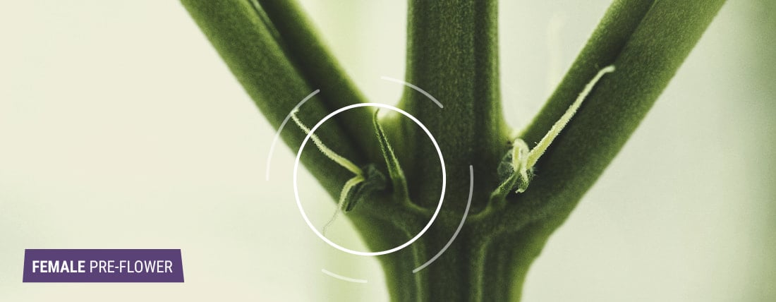 The image depicts the early signs of a female cannabis plant, showcasing tear-drop shaped calyxes with small hairs (pistils) protruding from the tip, indicating the plant's sex and its readiness to capture pollen for fertilization.