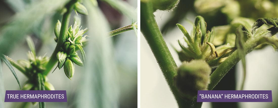 The image illustrates the types of hermaphrodite cannabis plants, highlighting true hermaphrodites with distinct male and female flowers at different nodes, and “banana” hermaphrodites, which feature a bare stamen within female flowers that drops pollen directly onto buds for self-reproduction.