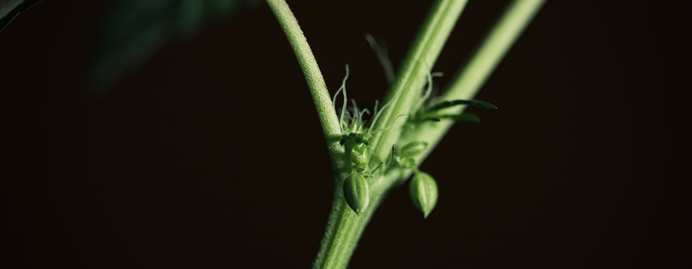 Hermaphrodite Cannabis Plant