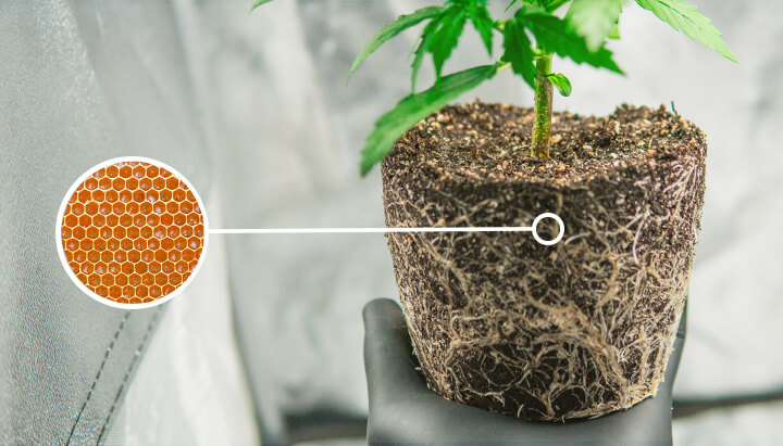Rooting Hormone Rooting Hormone