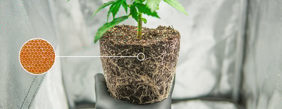 Rooting Hormone Rooting Hormone