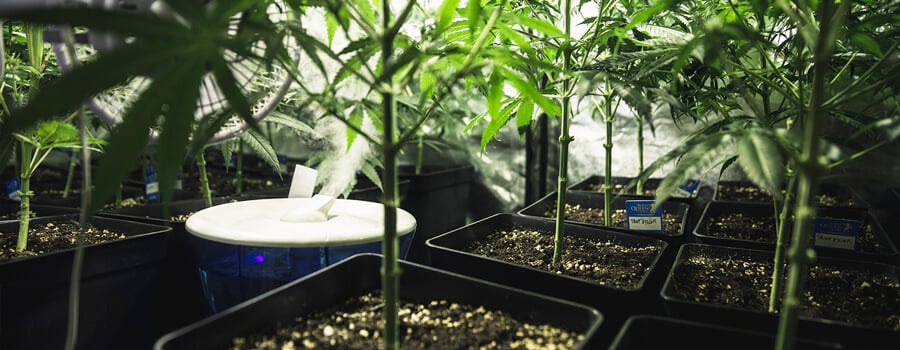 How to Incrase Humidity in a Groe Tent Healthy potted plants in a controlled grow space with a humidifier increasing humidity for optimal growth.