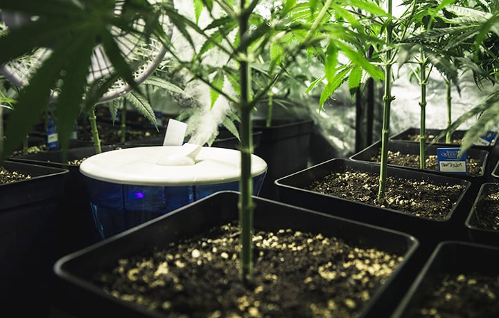 How to Incrase Humidity in a Groe Tent Healthy potted plants in a controlled grow space with a humidifier increasing humidity for optimal growth.