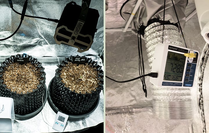 Humidity Control in a Grow Tent Close-up of a seedling germination setup with three trays of sprouting cannabis seeds on the left, and the interior of a small grow tent on the right, equipped with a fan, humidity monitor, and ventilation system for optimal growth