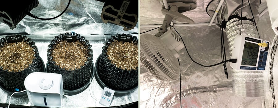 Humidity Control in a Grow Tent Close-up of a seedling germination setup with three trays of sprouting cannabis seeds on the left, and the interior of a small grow tent on the right, equipped with a fan, humidity monitor, and ventilation system for optimal growth
