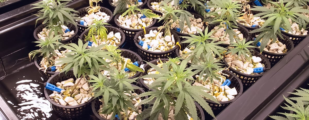 Hydroponics Grow Room Hydroponics Grow Room