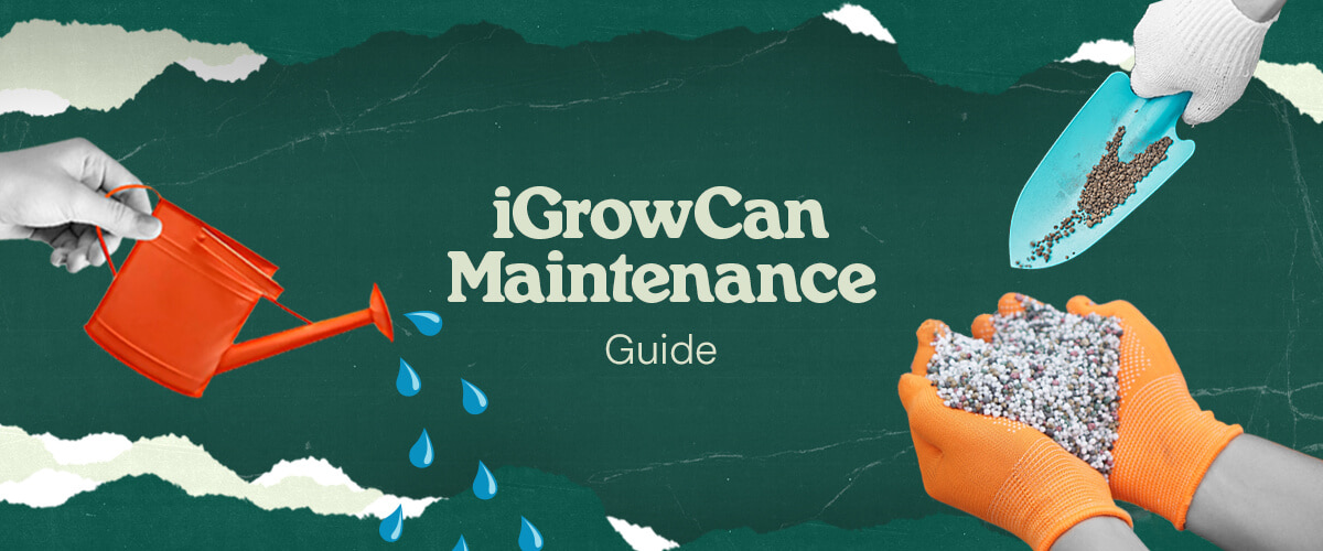iGrowCan Maintenance Guide: Watering and Fertilization for a Successful Grow Image representing the iGrowCan maintenance guide, showing the watering and fertilization process for a healthy and successful grow.
