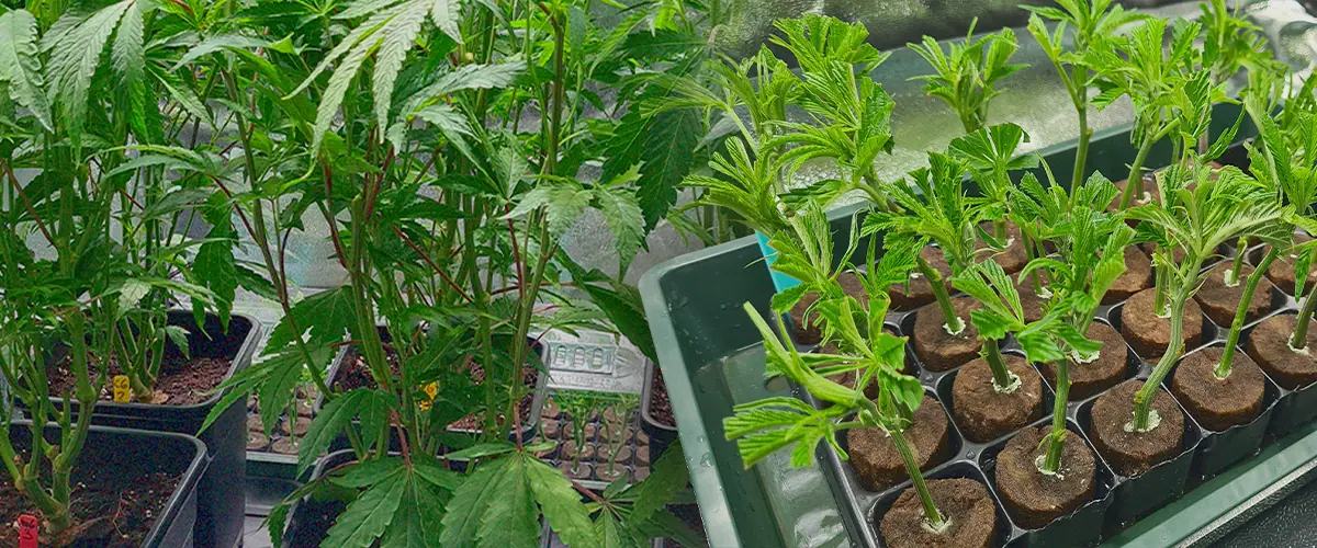 Tall, vigorous cannabis mother plant surrounded by smaller young clones in black pots, showcasing the source for preserving exceptional marijuana genetics through cloning.