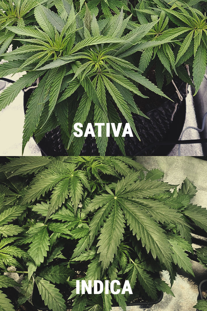 Sativa and Indica Cannabis Plants
