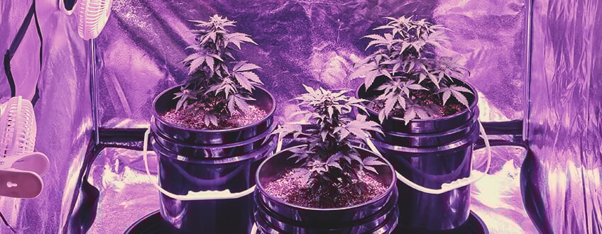 Homegrown Homegrown