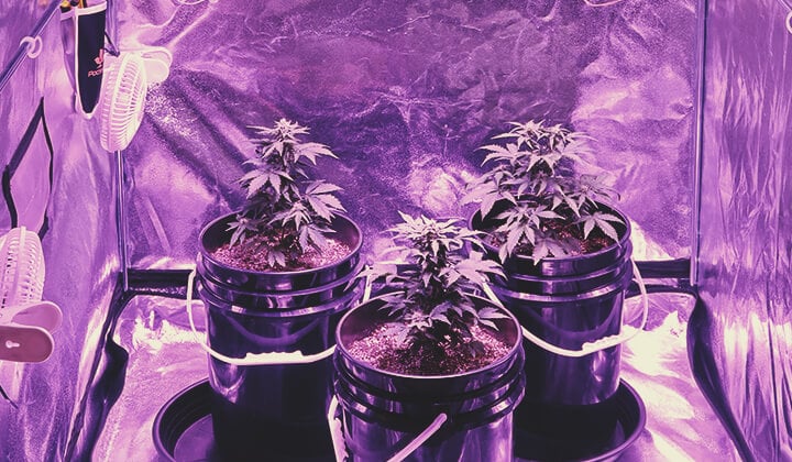 Homegrown Homegrown