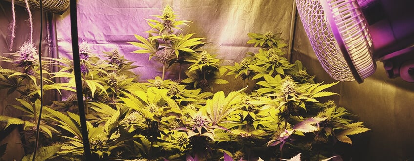 Are All Weed Strains Suitable for Indoor Grows?