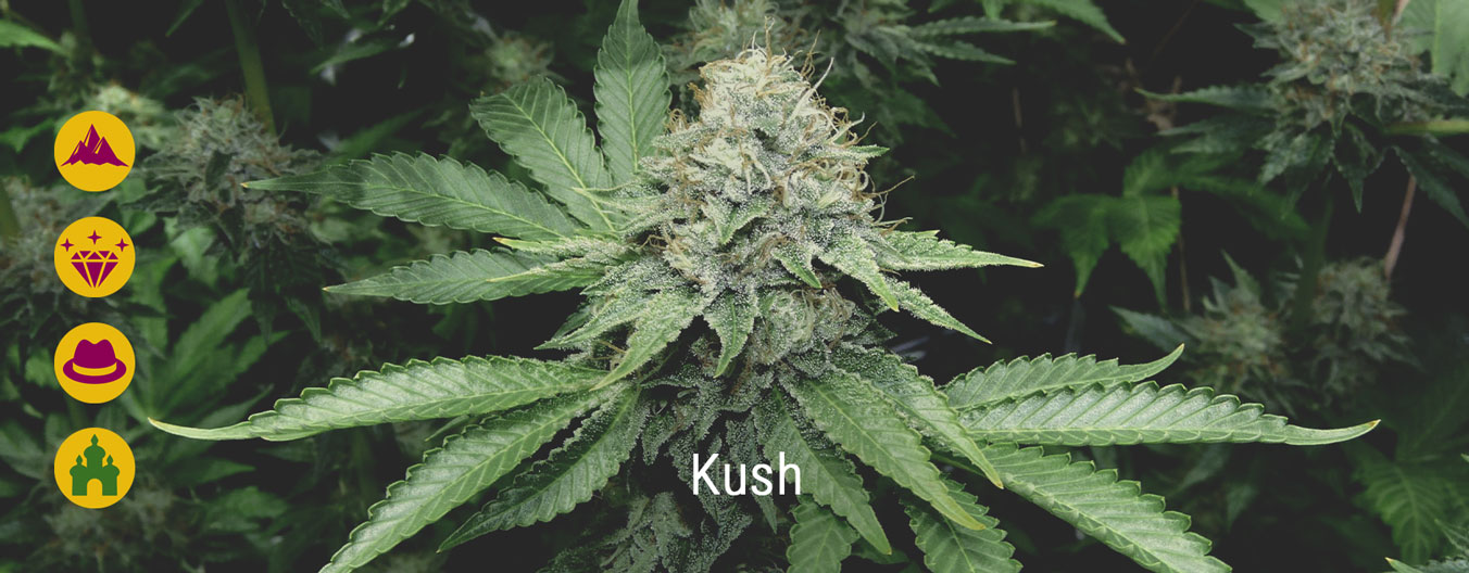 Best kush cannabis strains