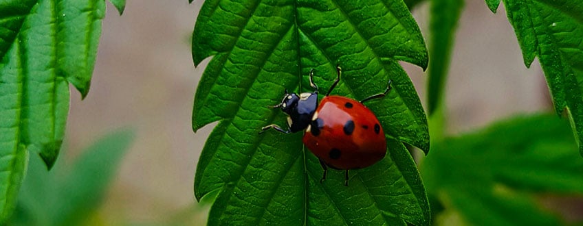 Ladybugs