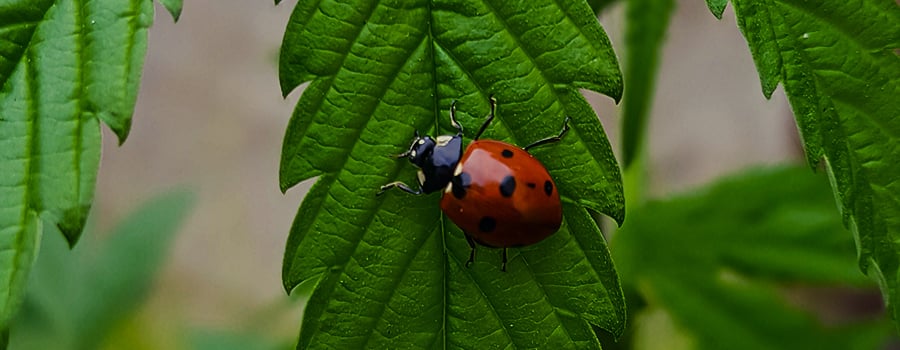 Sooty Mold Mold Cannabis Ladybug