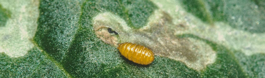 What Are Leaf Miners? What Are Leaf Miners?