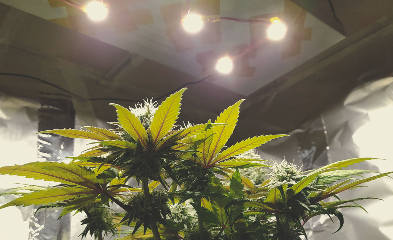 How To Avoid Small Auto Cannabis Plants