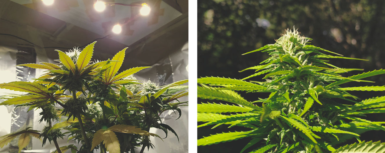 How To Avoid Small Auto Cannabis Plants