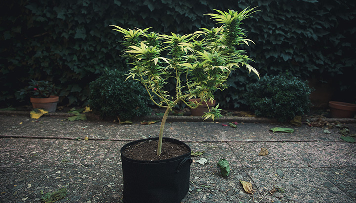 Low Stress Training - LST Low Stress Training - LST