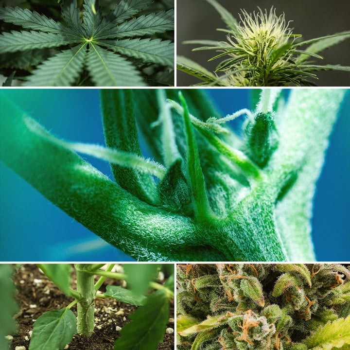 Macro Photography Cannabis