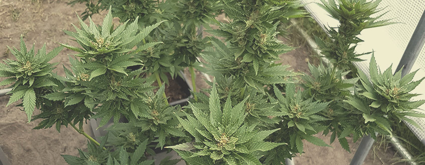 Mango Crunch