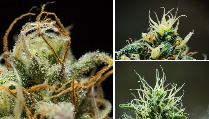 Pistils Microscope