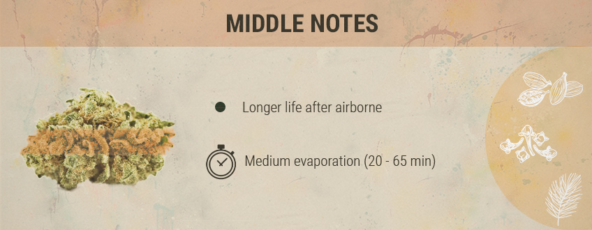 Middle Notes Cannabis Middle Notes Cannabis