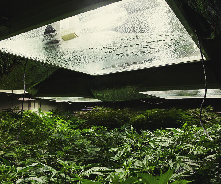 How to Provide UV Light to Indoor Cannabis Plants