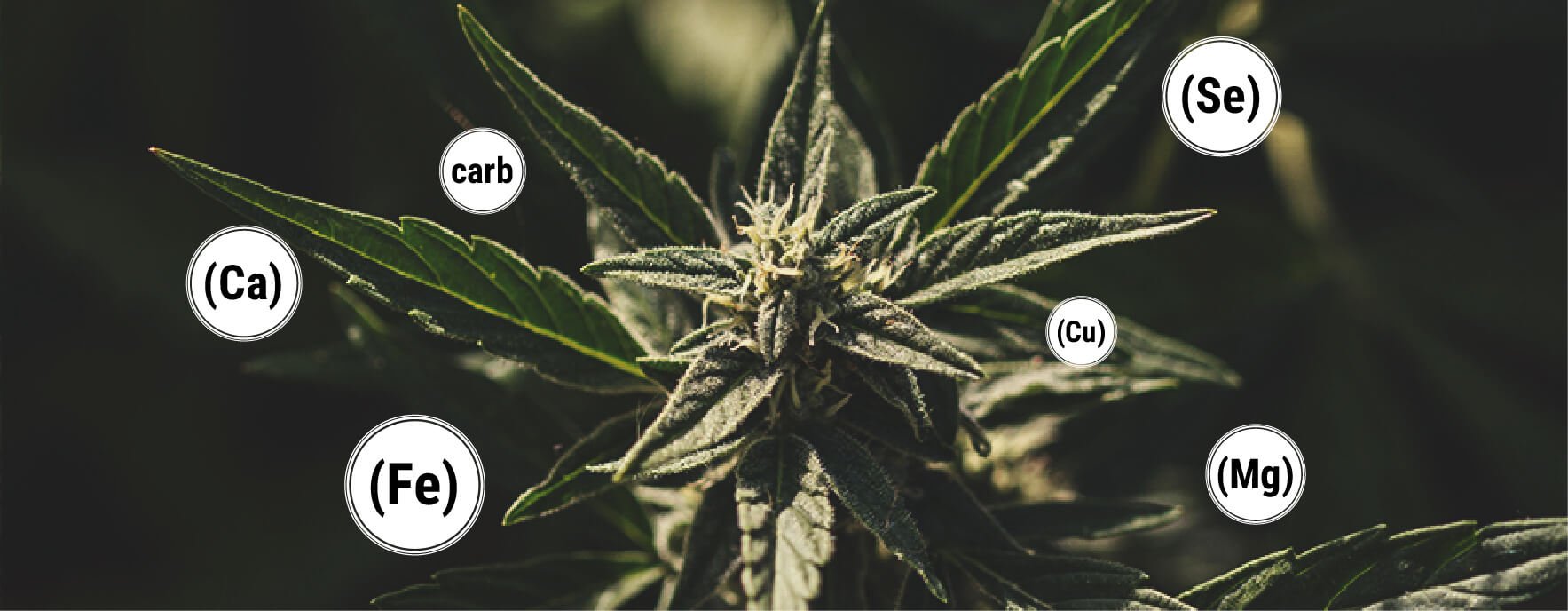 Benefits of Molasses for your Cannabis plant Benefits of Molasses for your Cannabis plant